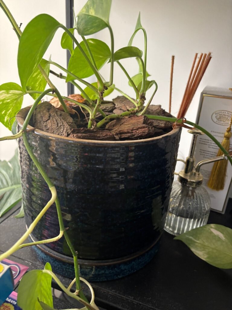 Potted Plant Disposal Singapore